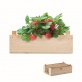 MO6506 Zestaw do uprawy truskawek STRAWBERRY