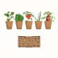 MO6499 Zestaw do uprawy sa�aty SALAD